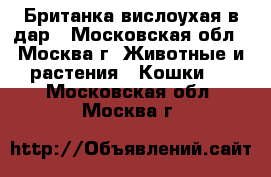 Британка вислоухая в дар - Московская обл., Москва г. Животные и растения » Кошки   . Московская обл.,Москва г.